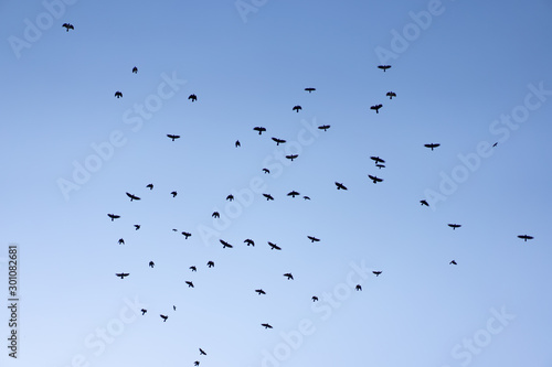 Crows flying across the sky as background