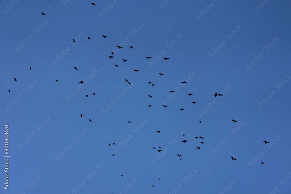 Crows flying across the sky as background Crows flying across the sky as background