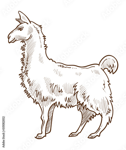 Llama animal standing side view hand drawn sketch illustration