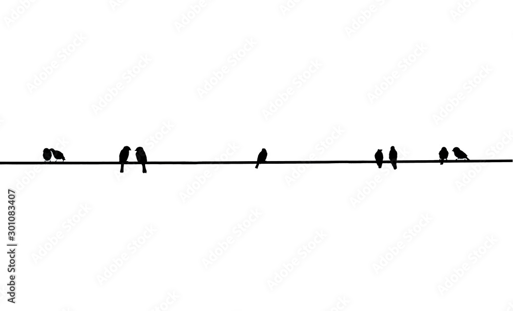 Silhouette of birds on a wire, many bird is on the electric cable, birds couple, Two birds in love Silhouette of birds on a wire, many bird is on the electric cable, birds couple, Two birds in love