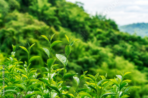 Close up of fresh green tea leaves growing on hill at tea plantation
