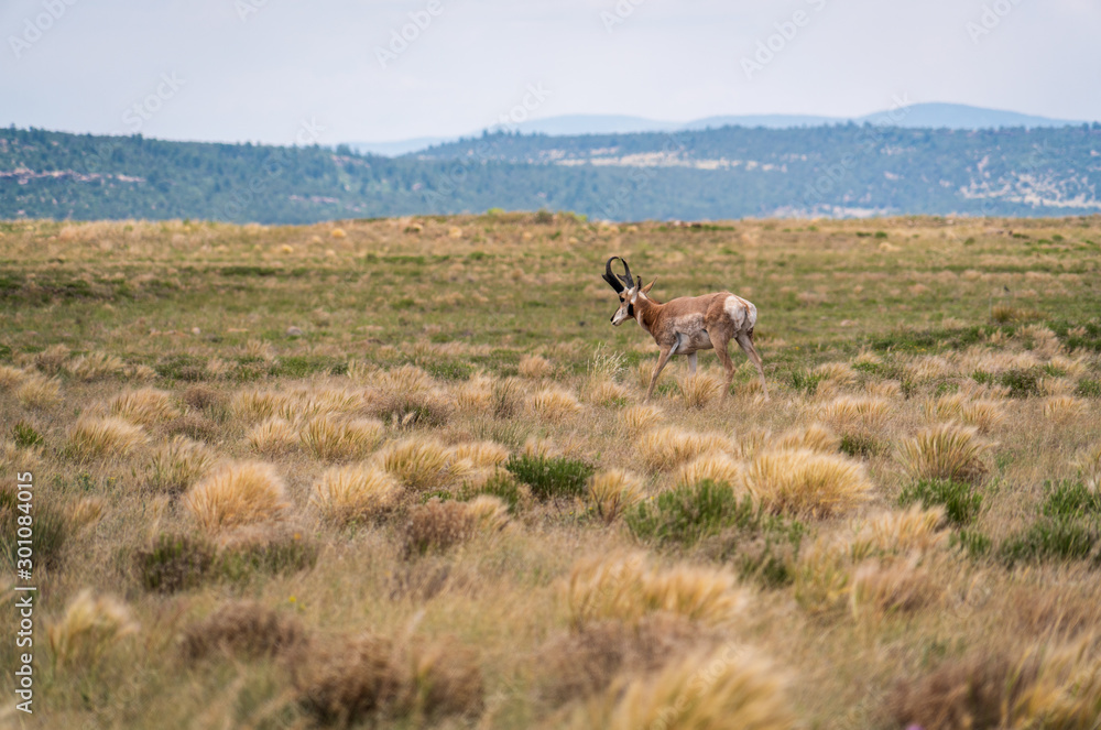 Pronghorn at Fort Union National Monument Pronghorn at Fort Union National Monument