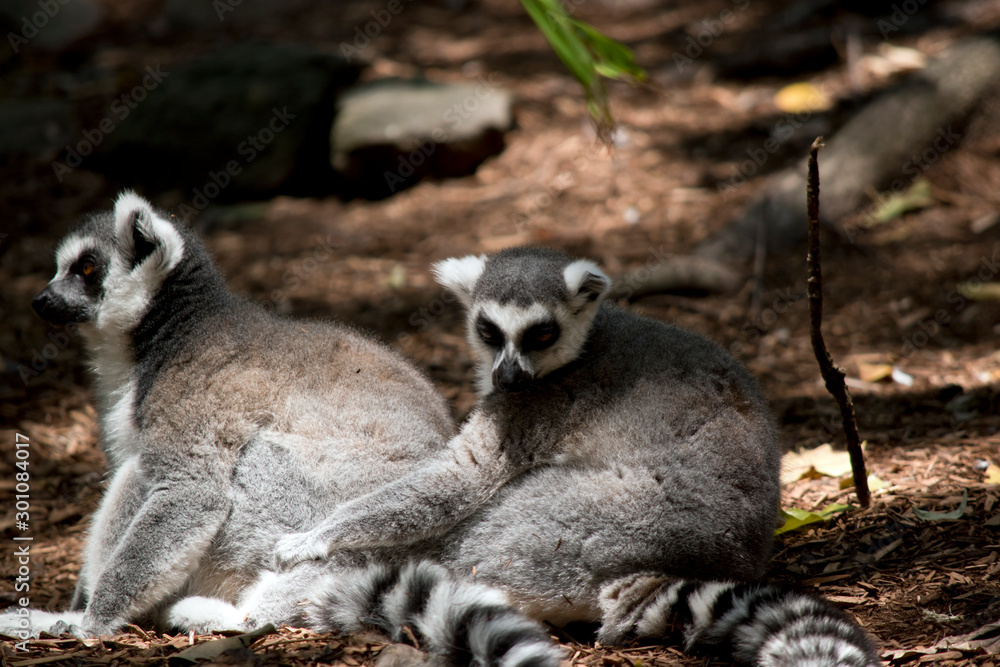 Fototapeta premium the ring tailed lemurs are preening each other