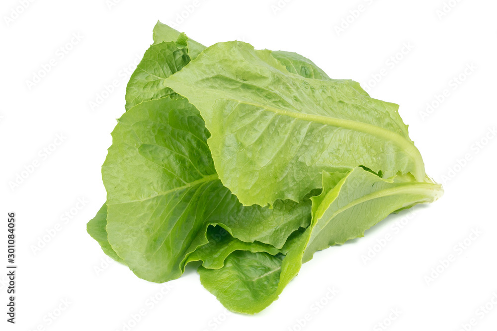 Cos Lettuce or Romaine Lettuce (Lactuca sativa L. var. longifolia) isolated on white background.Food ingredients in salads or Healthy food concept for weight loss Grown in hydroponics systems. Cos Lettuce or Romaine Lettuce (Lactuca sativa L. var. longifolia) isolated on white background.Food ingredients in salads or Healthy food concept for weight loss Grown in hydroponics systems.