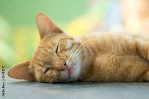 Wallpaper Mural  Pet cat photos Torontodigital.ca