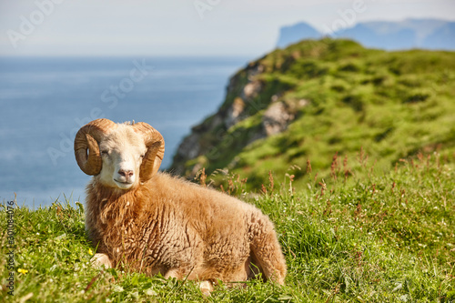 Obraz na plátně Sheep lamb grazing on the Faroe islands green meadows