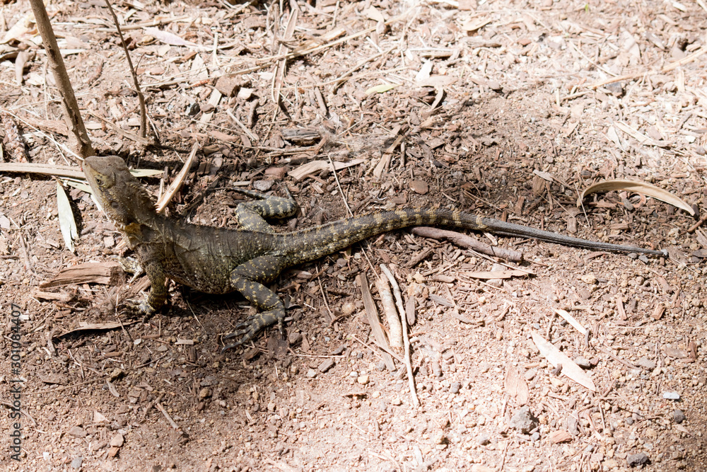 this is a side view of an water dragon this is a side view of an water dragon