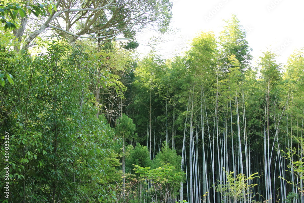 Fototapeta premium 京都 祇王寺の竹林