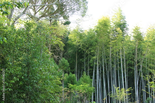 京都 祇王寺の竹林