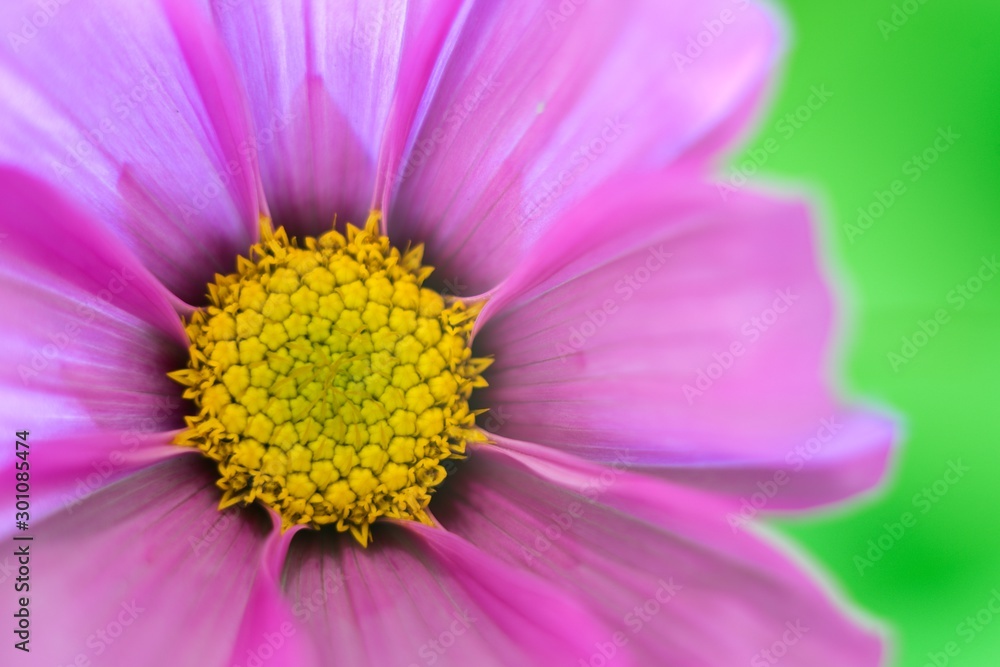 Violet-yellow flower on green background for wallpaper and backdrop.