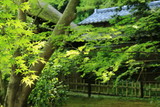 京都・祇王寺　新緑の楓