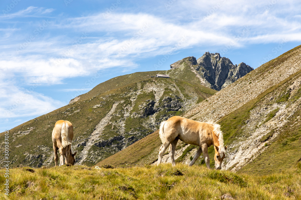 Frei lebende Pferde in den Alpen