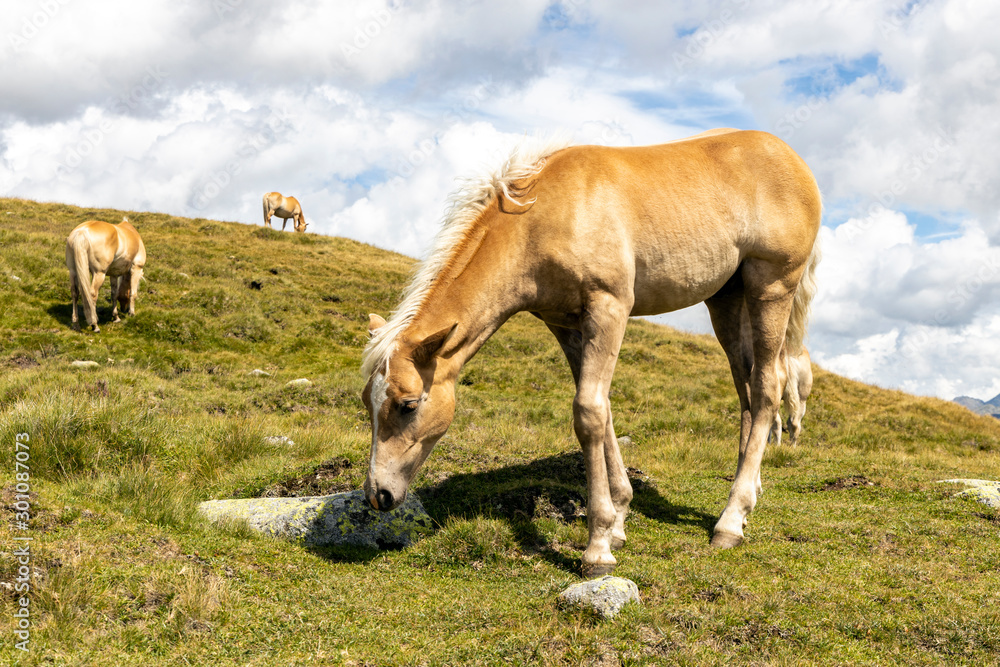 Junges Pferd in den Alpen 2 Junges Pferd in den Alpen 2