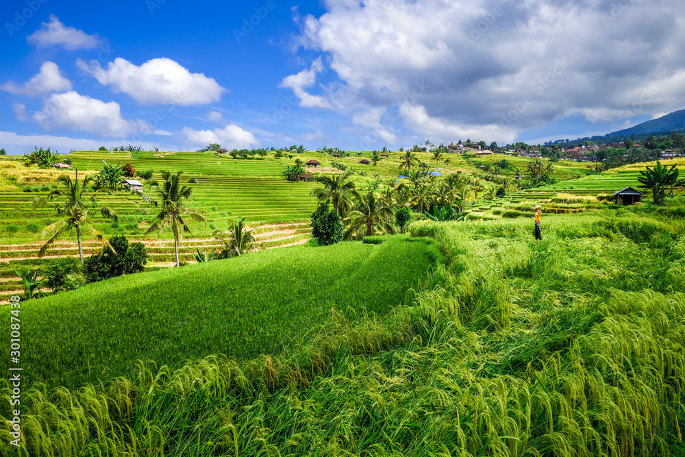 Jatiluwih paddy field rice terraces, Bali, Indonesia