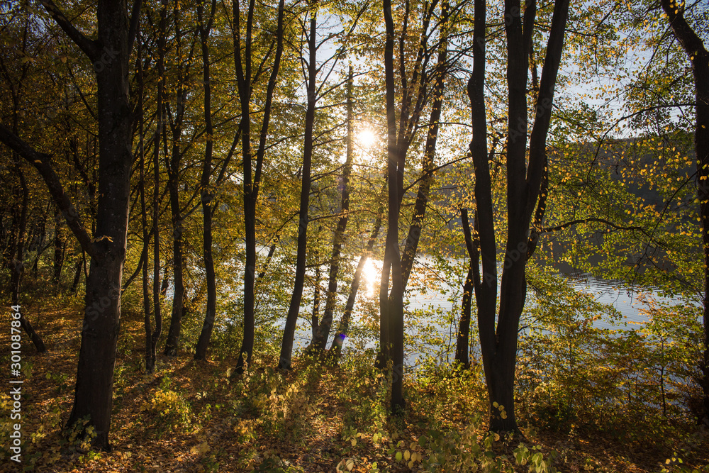 Walk in the autumn woods