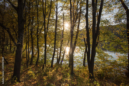 Walk in the autumn woods © alex_bendea