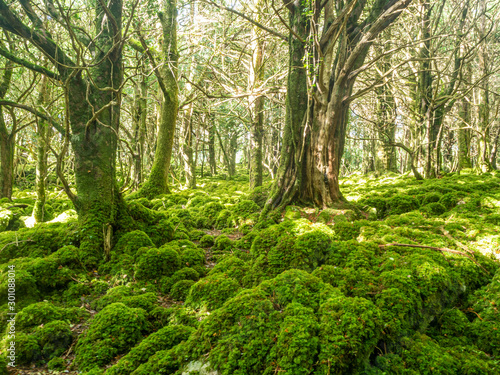 Deep forest scenery in Killarney national park in Ireland