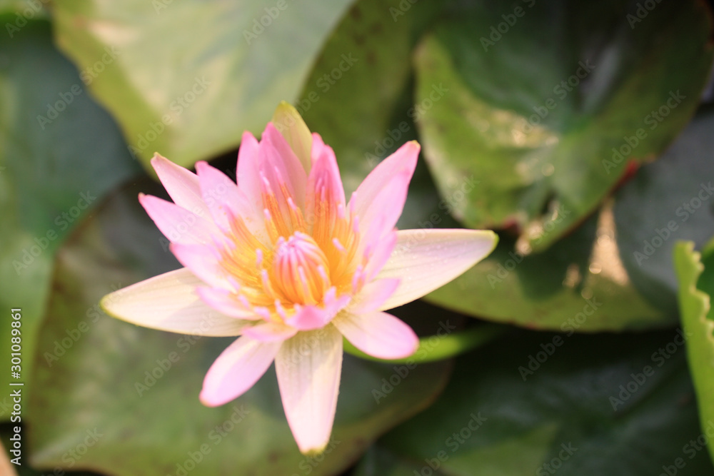 Lotus flowers in the colorful lake Lotus flowers in the colorful lake