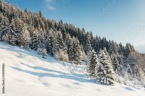 Schneewald © Michael Cohn