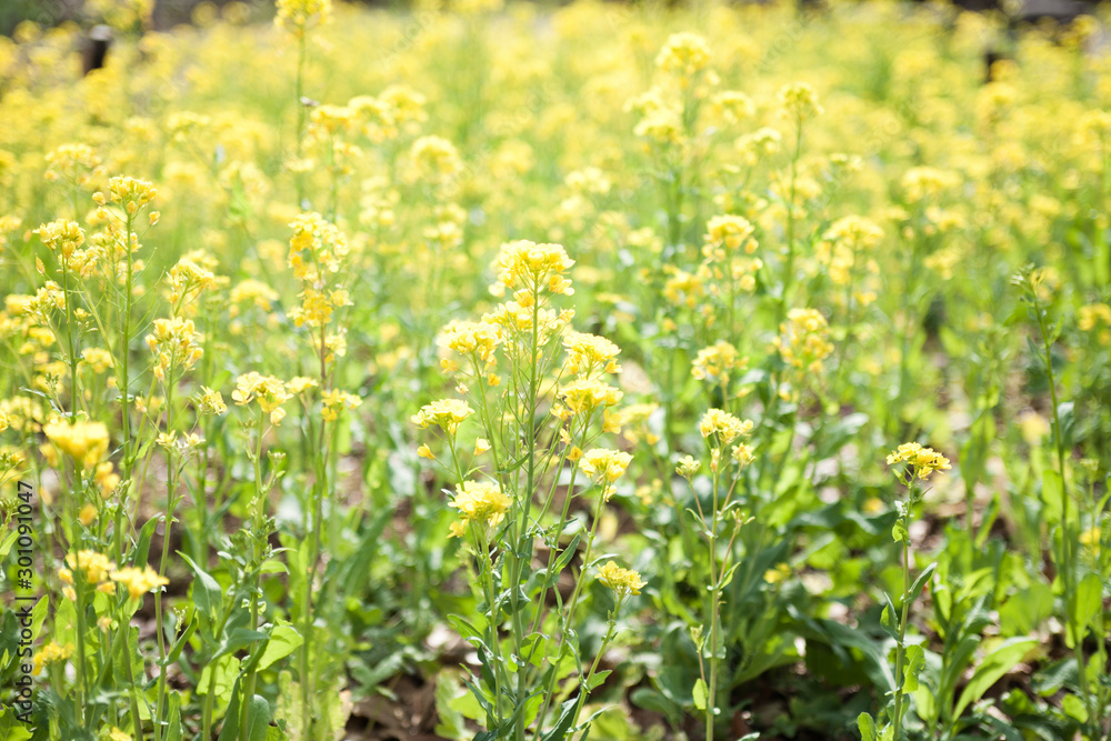 菜の花畑 菜の花畑