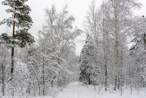 Winter. Snow-covered forest. Branches bend from a lot of snow. Beautiful winter landscape. © Mykhailo