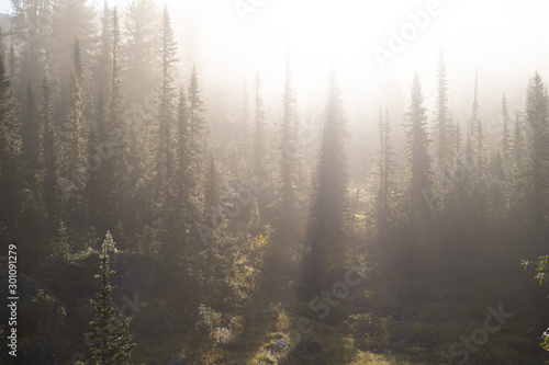 rays of the evening sun breaking through the clouds and fog to the meadow of coniferous forests in mountains © filin174