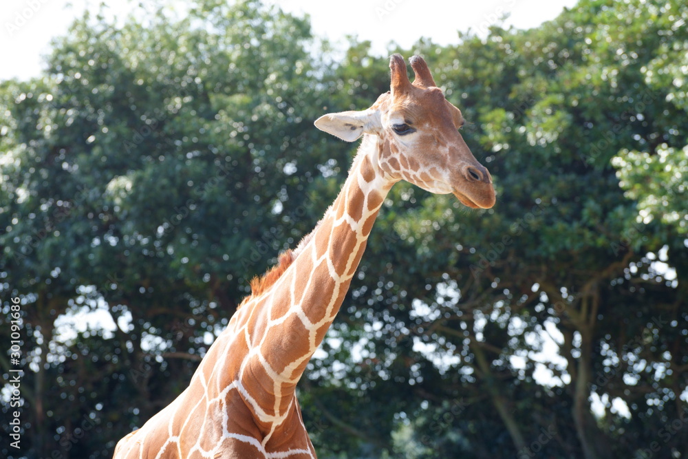 Obraz premium キリン