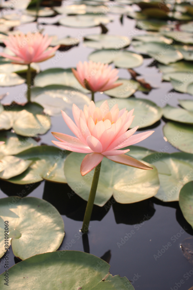Lotus flowers in the colorful lake Lotus flowers in the colorful lake