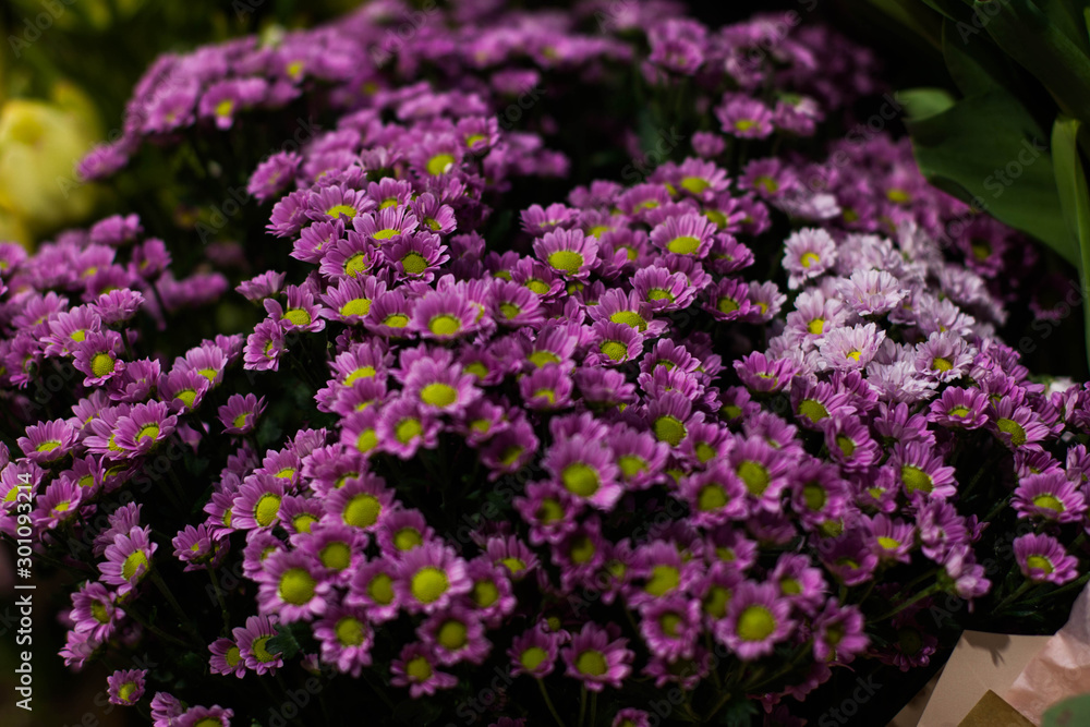 Obraz premium Purple chrysanthemum flowers with yellow inflorescences
