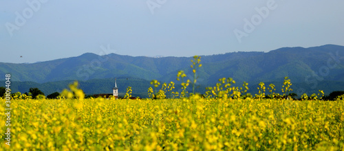 three colors landscape with colza, church and mountains - taken in Brasov county, Romania