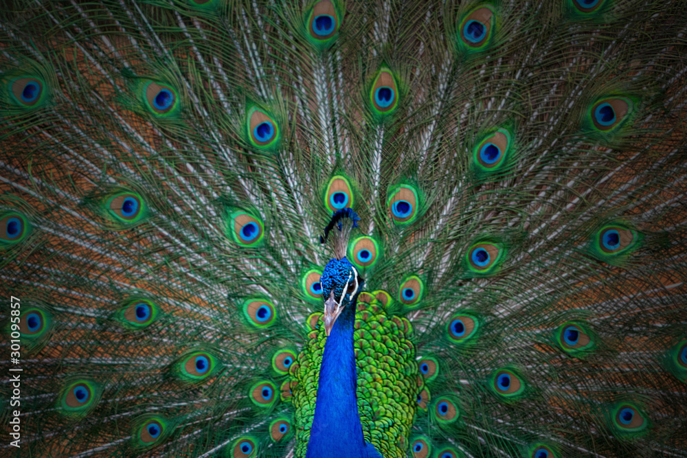 Naklejka premium Close up view of The African peacock a large and brightly coloured bird. Portrait of beautiful peacock with feathers out.