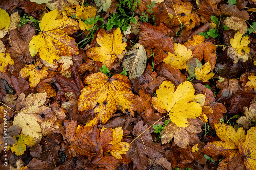 A yellow leaf is lying among other yellow, orange and brown leaves lying on the forest road in a rainy autumn day. Close-up, selective focus. Autumn wallpaper. Forest wallpaper. A yellow leaf is lying among other yellow, orange and brown leaves lying on the forest road in a rainy autumn day. Close-up, selective focus. Autumn wallpaper. Forest wallpaper.