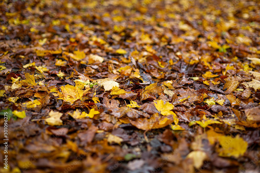 Yellow, orange and brown leaves lying on the forest road in a rainy autumn day. Selective focus. Autumn wallpaper. Forest wallpaper.