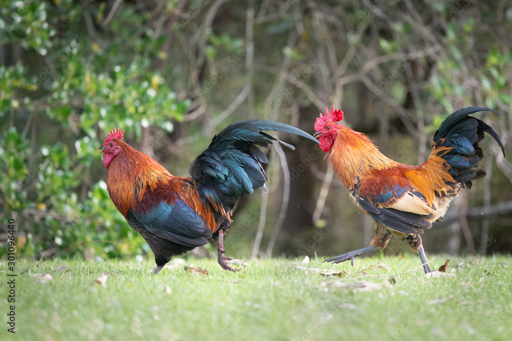 Two wild roosters fighting and running in the Western Spring park in Auckland