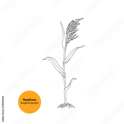 Black and white illustration of Sorghum, Sweet sorghum, Sorghum bicolor plant with stem, roots, leaves and seeds for food and forage.