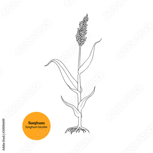 Black and white illustration of  young Sorghum, Sweet sorghum, Sorghum bicolor plant with stem, roots, leaves and seeds for food and forage.