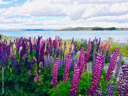 colorful lupin flower field near the river under cloudy blue sky