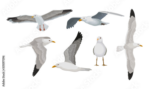 Grey Seagulls In Different Poses Vector Illustraion Set