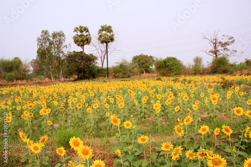  Sunflowers in a wide field, colorful, bright yellow