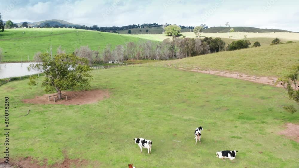 A few cattle in a green paddock A few cattle in a green paddock