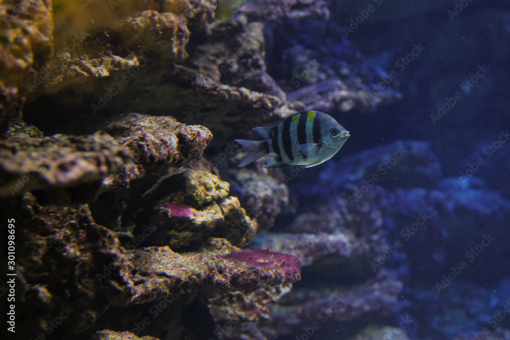 Aquarium Aquarium