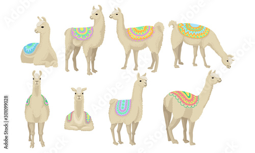 Set With Adult Llamas In Colorful Blankets Vector Illustration