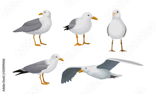 Fotografie, Obraz Grey Seagulls Stand In Different Poses And Fly Vector Illustraion Set