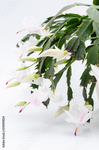 Viele weiße Blüten Schlumbergera photo