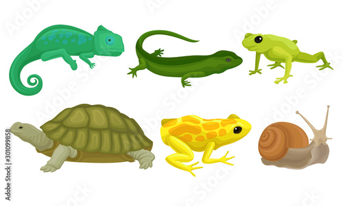 Cold-blooded Animals, Amphibians And Reptiles, Lizards, Snail Vector Illustration Set Isolated On White Background