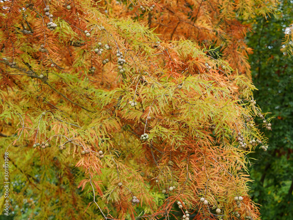 Metasequoia glyptostroboides Dawn redwood with young seed bearing