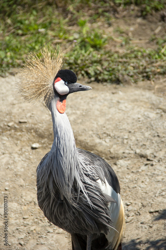 ホオジロカンムリヅル Stock Photo Adobe Stock