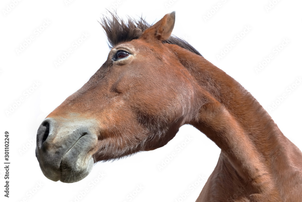 portrait of an brown horse on white background