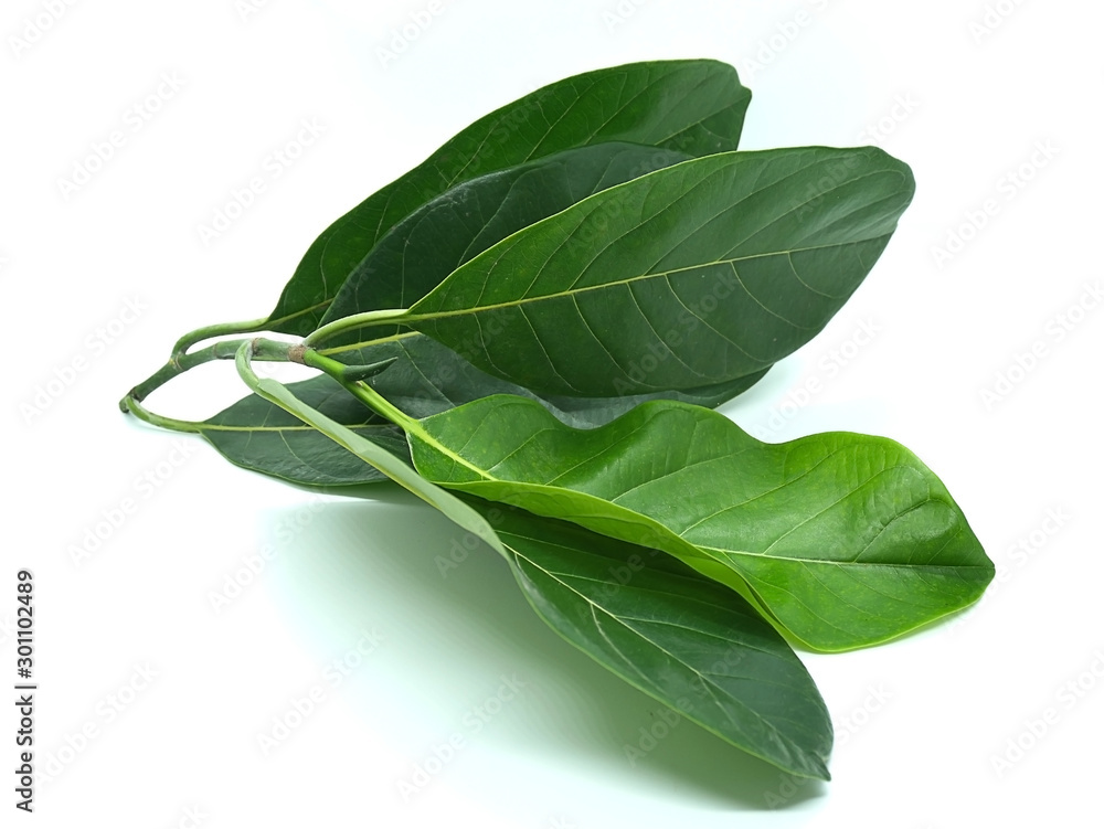 Obraz premium Jackfruit leaves on the White Blackground