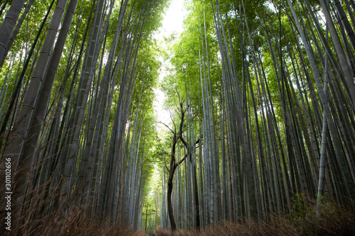 arashiyama bamboo forest travel destination in japan kansai